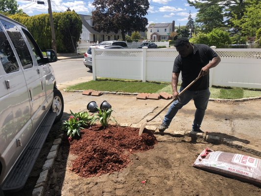 Mulching front yard ( during )