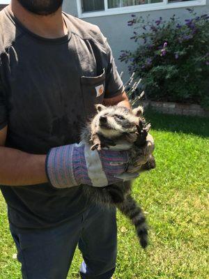 Snagged a young raccoon living above metal sunroom