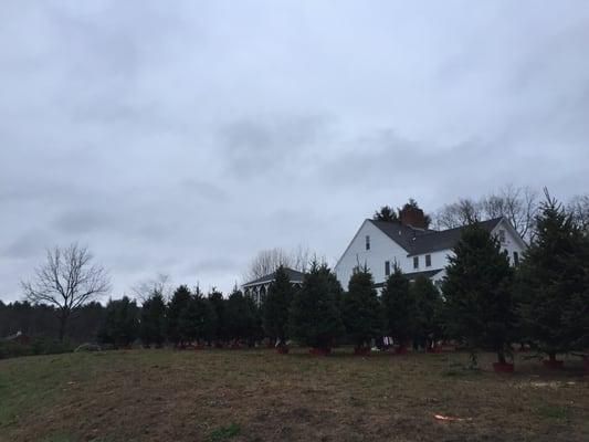 Greenwood Tree Farm