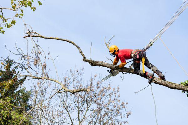 Tree Removal in st paul mn