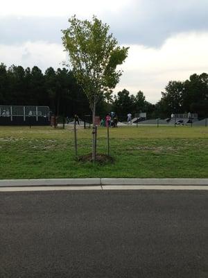 Skate Park