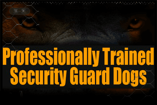 We are ready to help you protect your property or business. We provide professionally trained security guard dogs! Get your quote today! ‍