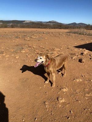 Dog enjoying the hike