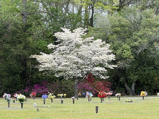 Dogwoods and azaleas blooming