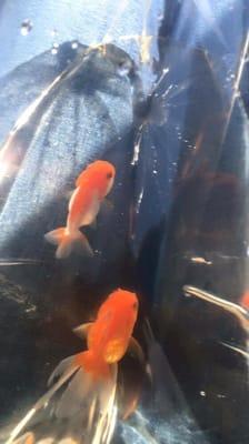 cute ranchu and oranda :)