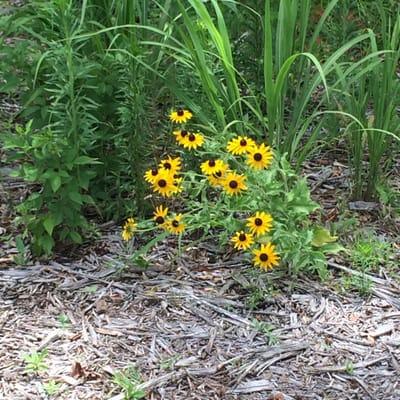 growing amongst the weeds