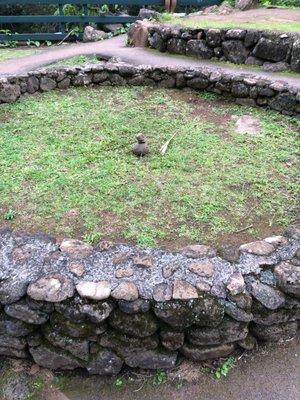 Halau Hula O Kukuihelepo