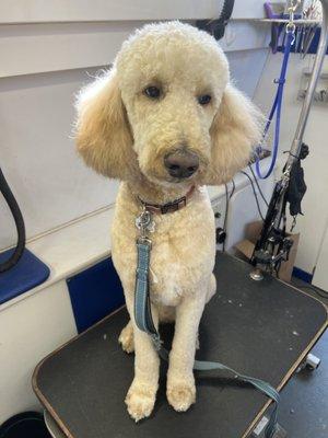 Duncan the standard poodle is ready to rock his groom with his friends at the park.