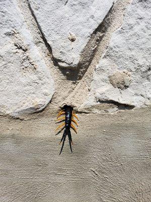 Stone Centipede trying to escape