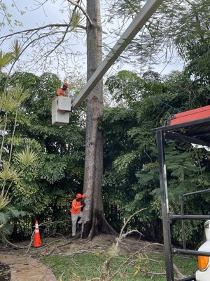 Removing large dead pine