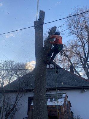 Our experts removed a dying ash tree.