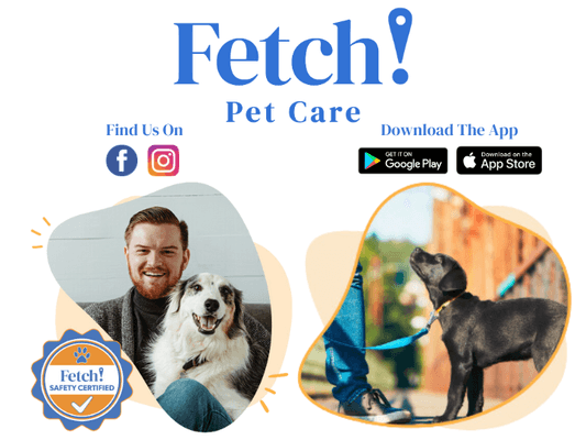 Fetch Pet Care