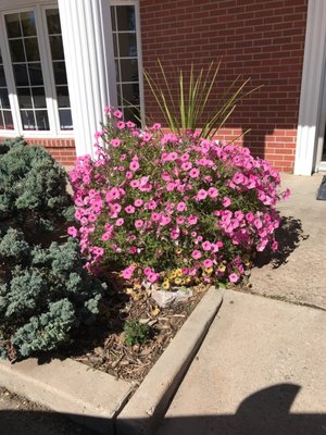 Flowers survived the first freeze ...