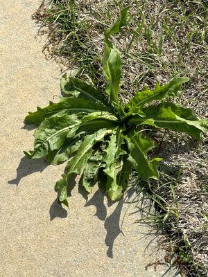 Weed after second treatment.