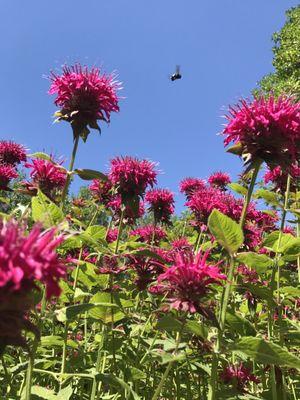 You get to walk past a nice patch of bee balm that hummingbirds like.