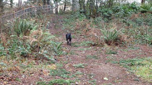 Lake Stickney Dog Park