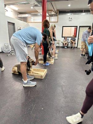 Group obedience and socialization class.