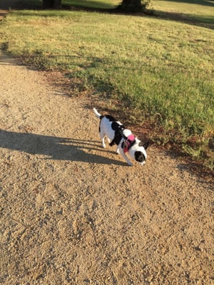 Cowdog sniffing down the jogging trail