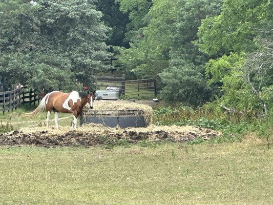 Another example of the unsanitary situation around a feeder. Also shows who little grass is in the pastures.