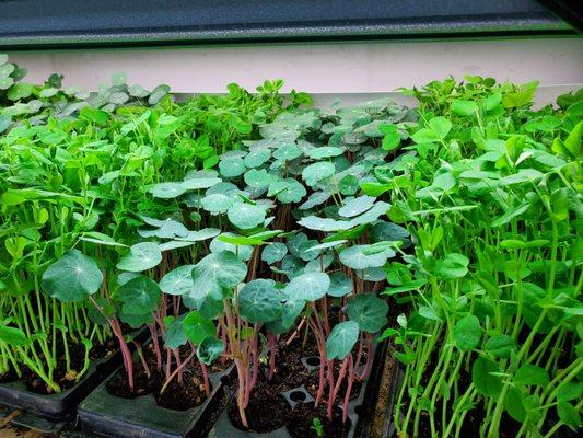 Nasturtium and Pea Shoots looking very happy together