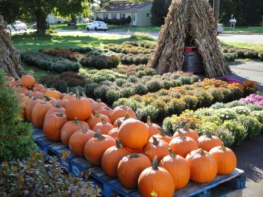 Pumpkins and Mums