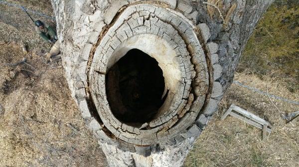 Cottonwood Hollowed out