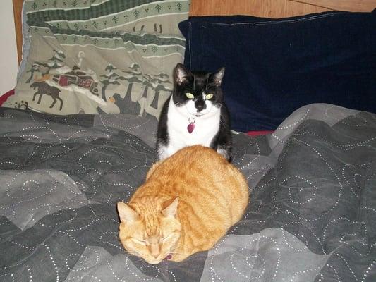 My cats Samantha and Picasso