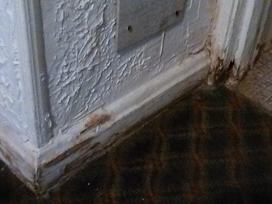 The floor trim that is wall to wall from the moist carpet