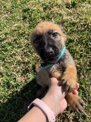 Baby Belgian malinois