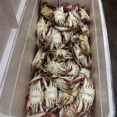 No. 2 medium crabs $4.99 per/lb. Can't beat that!!