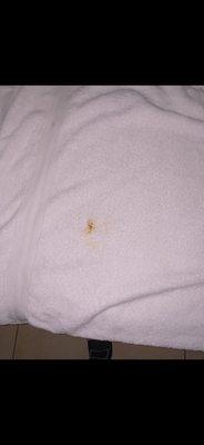 Feces found of towel. Was used on customers back during massage. DO NOT GO HERE.