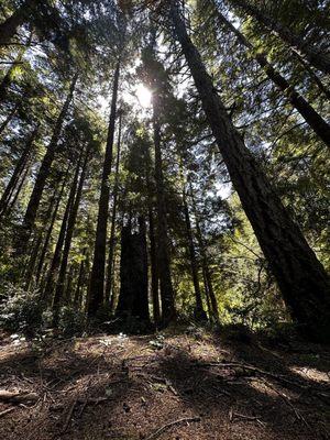 John Topits Park - trees