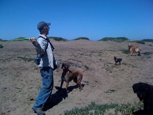 Superhero Dog Walking & Boarding