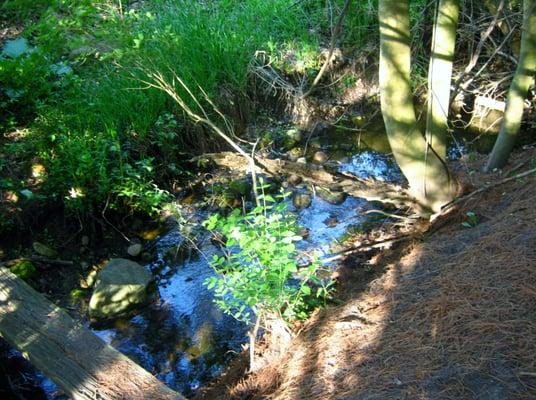 Merritt Prarie Forest Preserve