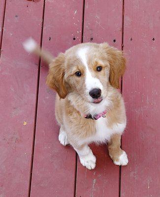 Kia is learning to sit nicely.