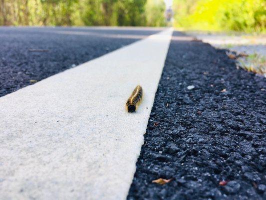 Dismal Swamp Canal Trail