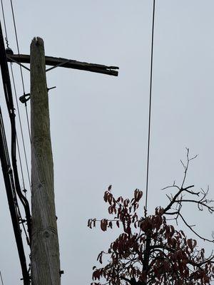 High voltage wire laying in tree