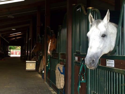 Beautiful horses