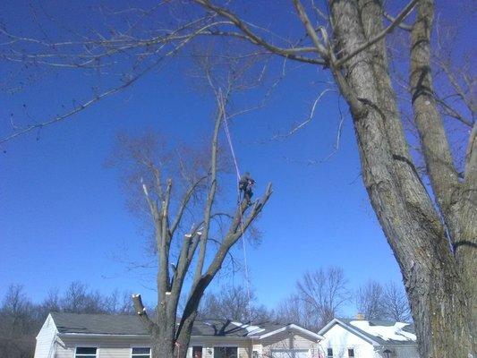 Four Seasons Tree Maintenance