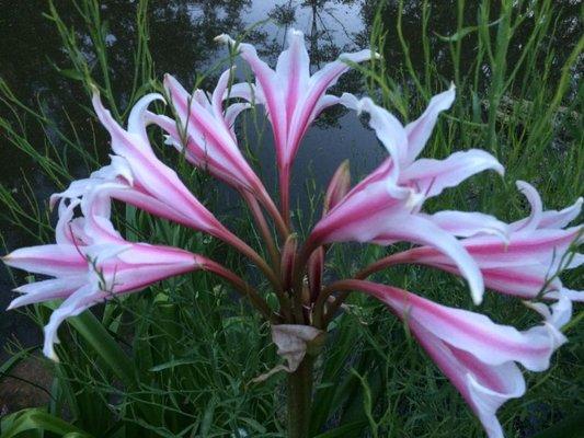 Beautiful Flowers by the pond