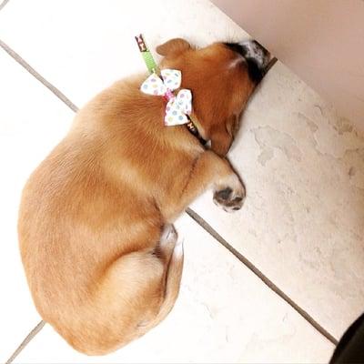 Piniella at St. Joe Center Vet for her very first puppy visit!