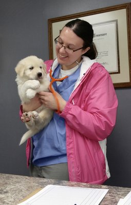 One of our pups getting their check up and preparing to fly to their new destination.