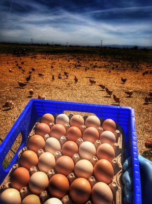 100% Certified Organic and Certified Humane Eggs & ISA Warren Brown Free Range Hens