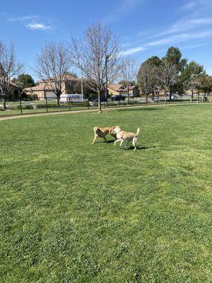 Great dog park!