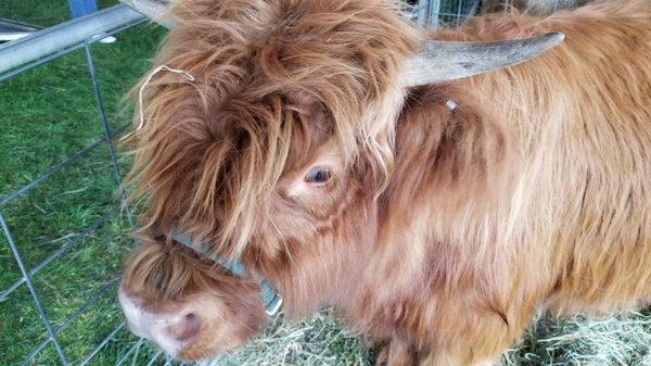 Furry Cow.