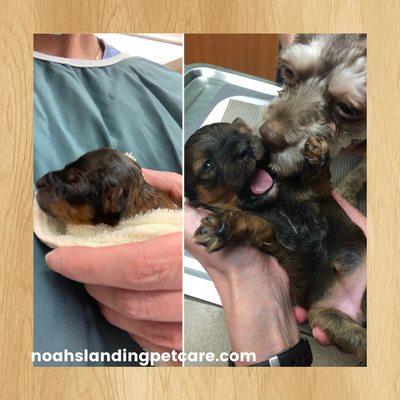 Sweet baby born at Noah's and her first puppy exam with mom!