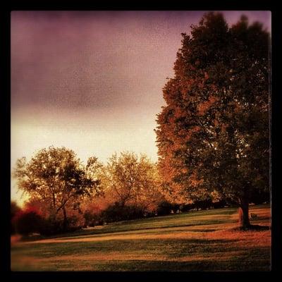 an open field next to the basketball hoop and picnic area