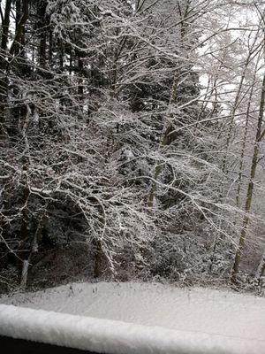 The woods next to our apartment