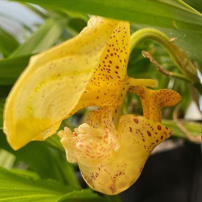 Bucket orchid (Coryanthes)