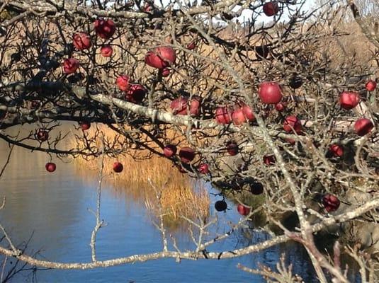 Apple trees by the Salt Marsh